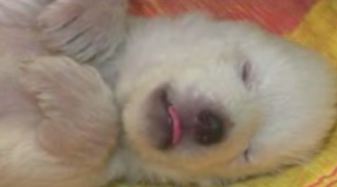 Month Old Polar Bear Takes a Nap